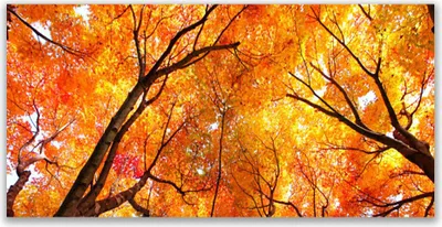 Produktbild von Glasbilder 140x70 Wandbild Druck auf Glas Bäume Natur