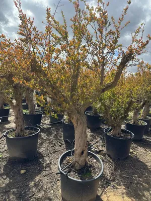 Several potted trees are lined up outdoors under a cloudy sky.