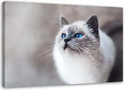 Produktbild von Leinwandbild sibirische katze 90x60 cm Feeby grau wandbild bereit zum aufhängen