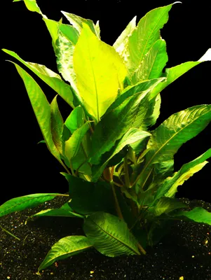 Produktbild von 2 Bund Riesen - Wasserfreund (Hygrophila Corymbosa)