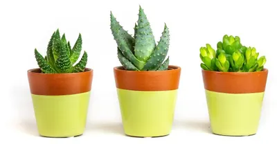 Produktbild von Gardners Set: 3 Stück Haworthia-Pflanzen, gemischt, Durchmesser 6 cm