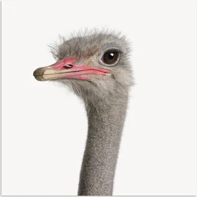 Produktbild von MuchoWow® Poster Strauß - Tiere - Kinder - Jungen - Mädchen - Vogel 50x50 cm - Wohnzimmerdekoration
