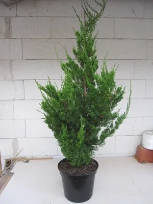 Produktbild von Chinesischer Wacholder Kaizuka - Juniperus chinensis - Rarität - 100-120