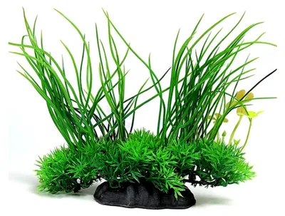 Produktbild von Wasserpflanze für die Aquariengestaltung