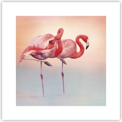 Produktbild von Poster - Poster ohne Rahmen - Flamingos Exotik Vögel - 30x30 cm - Wand Bild - Wanddeko - Wandbilder - Kunstposter - Wandposter - Bilder - Kunstdruck - Wanddekoration - Wandbild - P2XAC30x30-5044