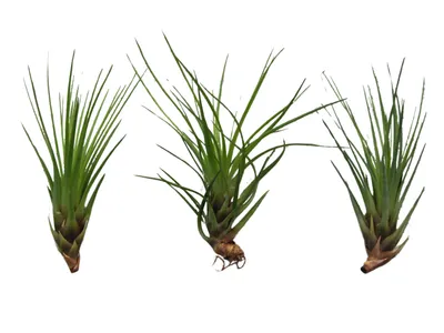 Produktbild von 3er Set Exotische Tillandsien Melanocrater