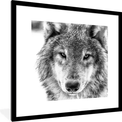 Produktbild von MuchoWow® Gerahmtes Poster Tierprofil Wolf in schwarz und weiß 40x40 cm - Poster mit Schwarzem Bilderrahmen Wandposter Rahmen Foto Bilder - Poster - Plakat im Rahmen