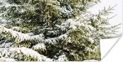 Produktbild von MuchoWow® Poster Tannenbaum - Weihnachten - Schnee 150x75 cm - ohne Rahmen