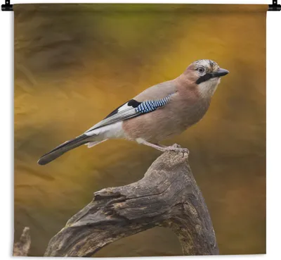 Produktbild von MuchoWow® Wandteppich Wandbehang Vogel - Zweig - Eichelhäher 150x150 cm Tapisserie Dekoration Wandtuch - Wohnaccessoires - Modernes
