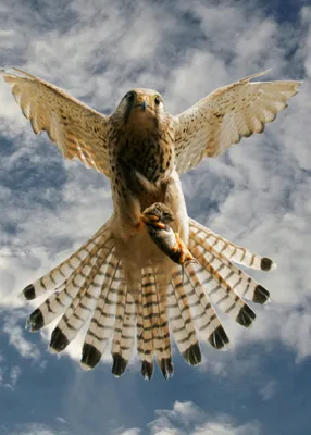 Produktbild von 3 D Ansichtskarte jagender Turmfalke, Postkarte Wackelkarte Hologrammkarte, Tier Vogel Falke