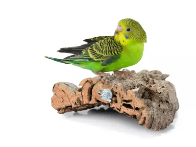 Image de Perchoir en bois naturel en liège Pour Perroquets Petits Et Moyens - Jouets Et Soins
