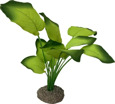 Productafbeelding van Aqua D'ella Anubias plant 20 cm