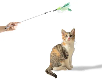 Produktbild von Katzenwedel mit Federkopf · animierendes Katzenspielzeug · 74 cm · grün-weiß
