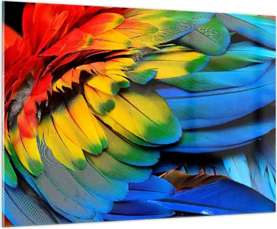 Produktbild von Bilder auf glas - Feder Papagei Vogel - 100x70cm - Glasbilder - Wandbilder - Kunstdruck - zum Aufhängen bereit - Wanddekoration aus Glas - Glas Bilder - Wandbild auf Glas - Einteilig - GAA100x70-3428