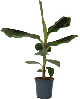 Image de Bananaier nain - Musa 'Dwarf Cavendish' - Hauteur 90-100cm - ⌀21cm