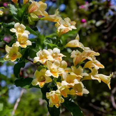 Immagine prodotto di Weigela middendorffiana 2L