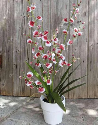Produktbild von artplants.de Oncidium Orchidee künstlich YOSEPHIN im Tontopf, weiß-rot, 75cm - Kunstorchidee - Deko Tigerorchidee