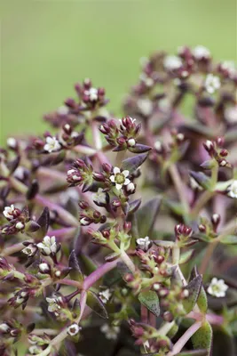 Produktbild von Sedum album, weißblühend, ca. 9x9 cm Topf