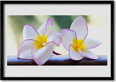 Produktbild von Bild 100x70 MDF-Rahmen Wandkunst Plumeria Blütenblätter