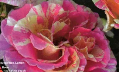 Produktbild von Französische Malerrose Claude Monet ® - Duft+++ - Delbard Rosen - Edelrosen