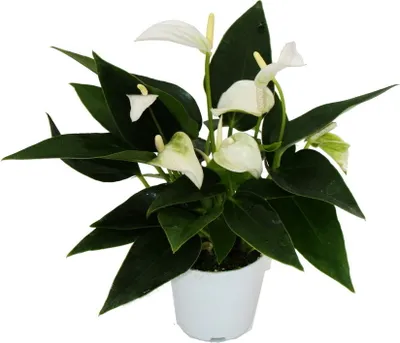 Zdjęcie produktu dla Maly kwiat flaminga - Anthurium andreanum - Baby Anthurium - Mini roslina - doniczka 7 cm - biale kwitnienie - White Champion