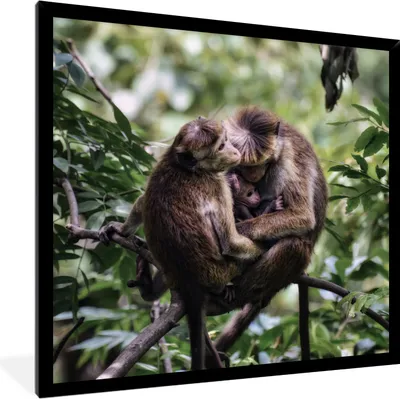 Produktbild von MuchoWow® MuchoWow® Gerahmtes Poster Affen - Zweig - Blätter 40x40 cm - Poster mit zchwarzem Bilderrahmen - Mit Rahmen - Wanddekoration Schlafzimmer