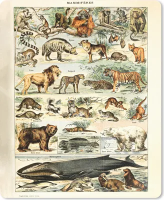 Produktbild von MuchoWow® Mauspad Mousepad Tiere - Vintage - Adolphe Millot - Tiger - Löwe 19x23 cm - Mousepads - Maus Mat - Pad - Mausunterlage - Mauspads - Spielen