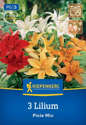 Produktbild von Kiepenkerl Asiatische Lilie Pixie Mix 3 Pflanzen