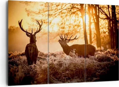 Produktbild von Bild auf Leinwand - Leinwandbild - Deer Heidekraut Tier - 165x110cm - Wand Bild - Wanddeko - Leinwanddruck - Bilder - Kunstdruck - Wanddekoration - Leinwand bilder - Wandkunst - CE165x110-3043