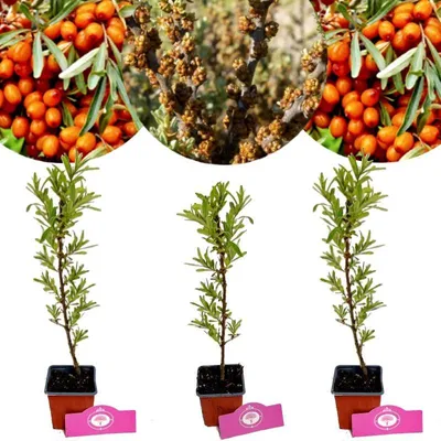 Immagine prodotto di Set di 3 arbusti di olivello spinoso (Hippophae rhamnoides) – 2 piante femminili, 1 pianta maschile – Altezza 25 cm – Dimensioni vaso 9 cm