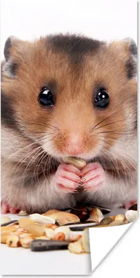 Produktbild von MuchoWow® Poster Hamster frisst Samen 20x40 cm - Plakat - Foto