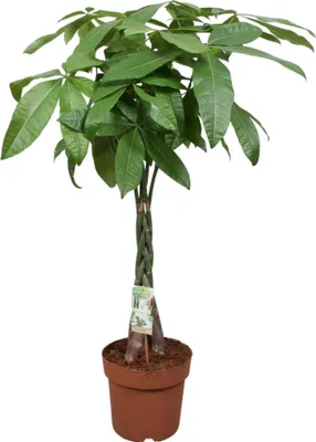 Obrázok produktu pre Trendyplants - Pachira Aquatica - Peniazovník - Izbová rastlina - Výška 110-130 cm - Veľkosť kvetináča Ø24cm