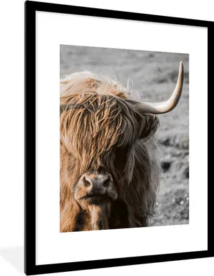 Produktbild von MuchoWow® Gerahmtes Poster Schottischer Highlander - Tier - Porträt 60x80 cm - Poster mit Schwarzem Bilderrahmen Wandposter Rahmen Foto Bilder - Wohnzimmer - Dekorationen - Prämie