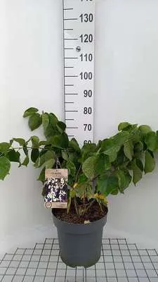Produktbild von Cercis chinensis 'Shirobana' - Judasbaum 60- 80 cm Container
