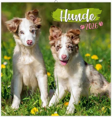 Produktbild von Trötsch Broschürenkalender Hunde 2026