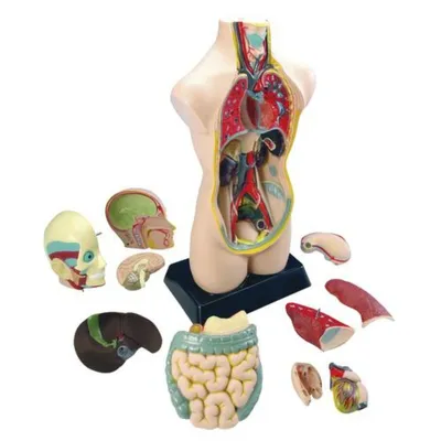 Image de EDUPLAY 120-054 Grand torse, 50 cm, multicolore