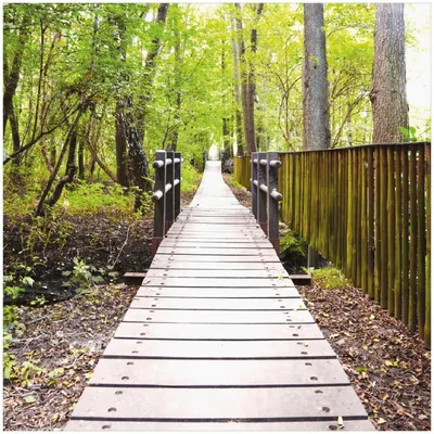 Produktbild von Wallario Premium Glasbild, freischwebende Optik, kräftige Farben, Größe 30 x 30 cm Motiv Spaziergang im Wald  Holzweg über einen Fluss