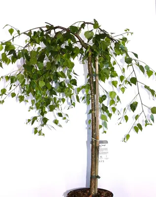 Produktbild von Trauerbirke Betula pendula youngii Hängebirke Stammhöhe 60 - 80 cm