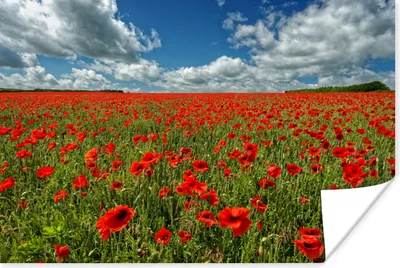 Produktbild von MuchoWow® Poster Weiße Wolken über einem Feld von Mohnblumen 180x120 cm - Fotoplakat