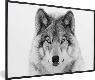 Produktbild von MuchoWow® Gerahmtes Poster Wolf - Tiere - Porträt - Weiß 90x60 cm - Poster mit Schwarzem Bilderrahmen Wandposter Rahmen Foto Bilder - Fotorahmen - Foto-Plakat