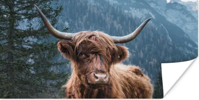 Produktbild von MuchoWow® Poster Schottische Highlander - Bäume - Berge 40x20 cm - Poster für die Wand - Poster Schlafzimmer