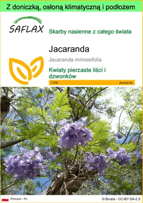 Zdjęcie produktu dla SAFLAX - Garden to go - Jacaranda - 50 Nasiona - Z doniczką, pokrywą klimatyczną i podłożem do uprawy - Jacaranda mimosifolia