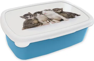 Produktbild von KitchenYeah® Lunchbox Brotzeit Brotdose 17x11 cm Katze - Haustiere - Fell - Porträt Kinder Brotzeitdose - Lunch - Kunststoff  - Brotbüchse - Sandwichbox - Lunchbox für Kinder