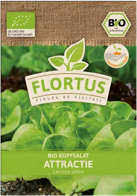 Produktbild von Kopfsalat Attractie | Salatsamen von FLORTUS