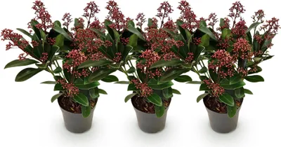 Image de Green boutiQ - Terrasplant - Skimmia japonica Rubella - Bloem Rood - 10+ Bloemen - 3 Planten - Winterhard - Pot 10,5cm Hoogte 25cm