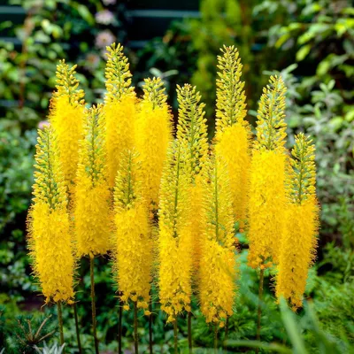 Productafbeelding van Eremurus (Steppenkaars) planten - Winterharde, meerjarige vaste plant - 3 wortels - Mix van 3 soorten - Echte planten uit Nederland - voor de tuin (geen zaden en niet kunstmatig)