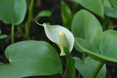 Produktbild von Calla palustris, Sumpf-Calla, weiß, ca. 9x9 cm Topf