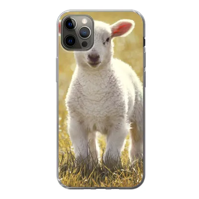 Produktbild von MuchoWow® Handyhülle Schutzhülle Hülle für iPhone 12 Pro Max Schafe - Gras - Sonne Silikon Softcase Handy Hülle - Hartschale