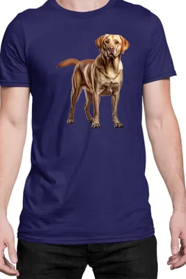 Zdjęcie produktu dla Męska Koszulka Dogs Breeds Labrador Retriever Dog Breed 005, Man M / Ciemnoniebieski