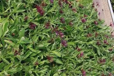 Immagine prodotto di 6 x Centaurea mont. amethyst Dream'® - euforbia da fiore - vaso 9 x 9 cm